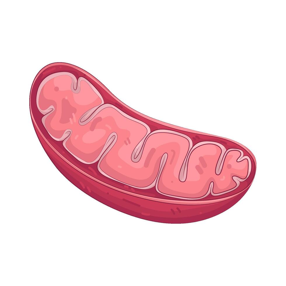 Illustration of a mitochondria vector