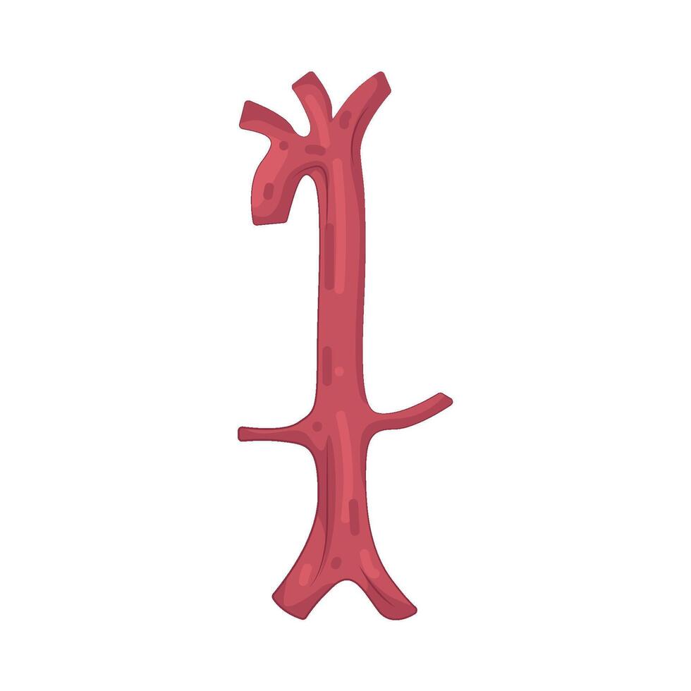 Illustration of aorta vector