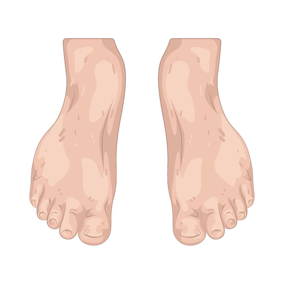 Illustration of Foot vector