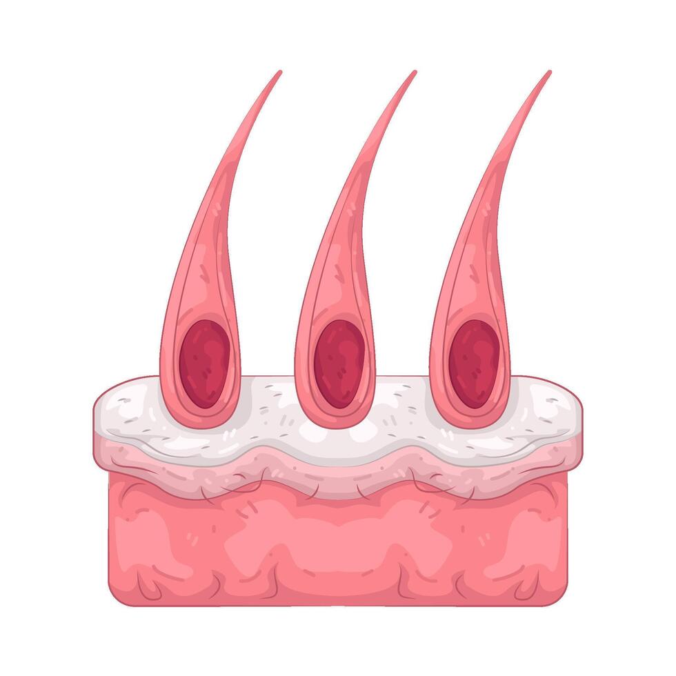 Illustration of Hair Follicles vector