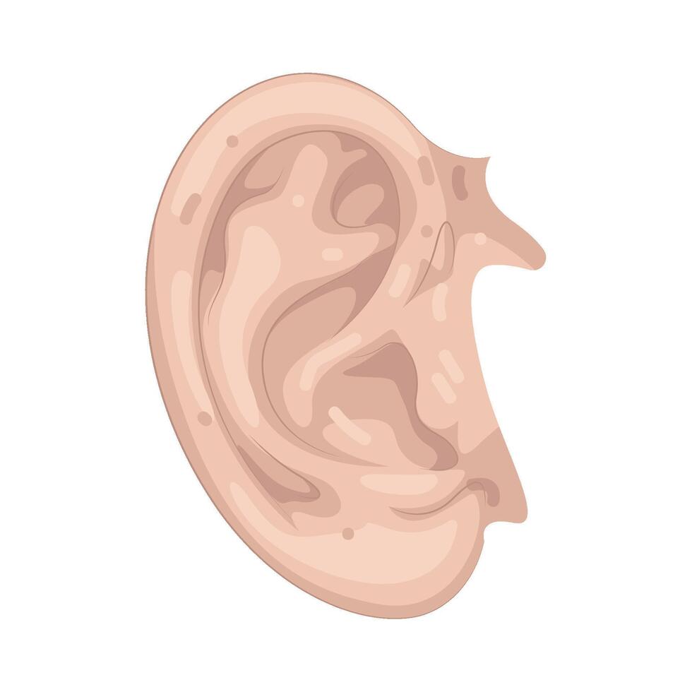 Illustration of Ear vector