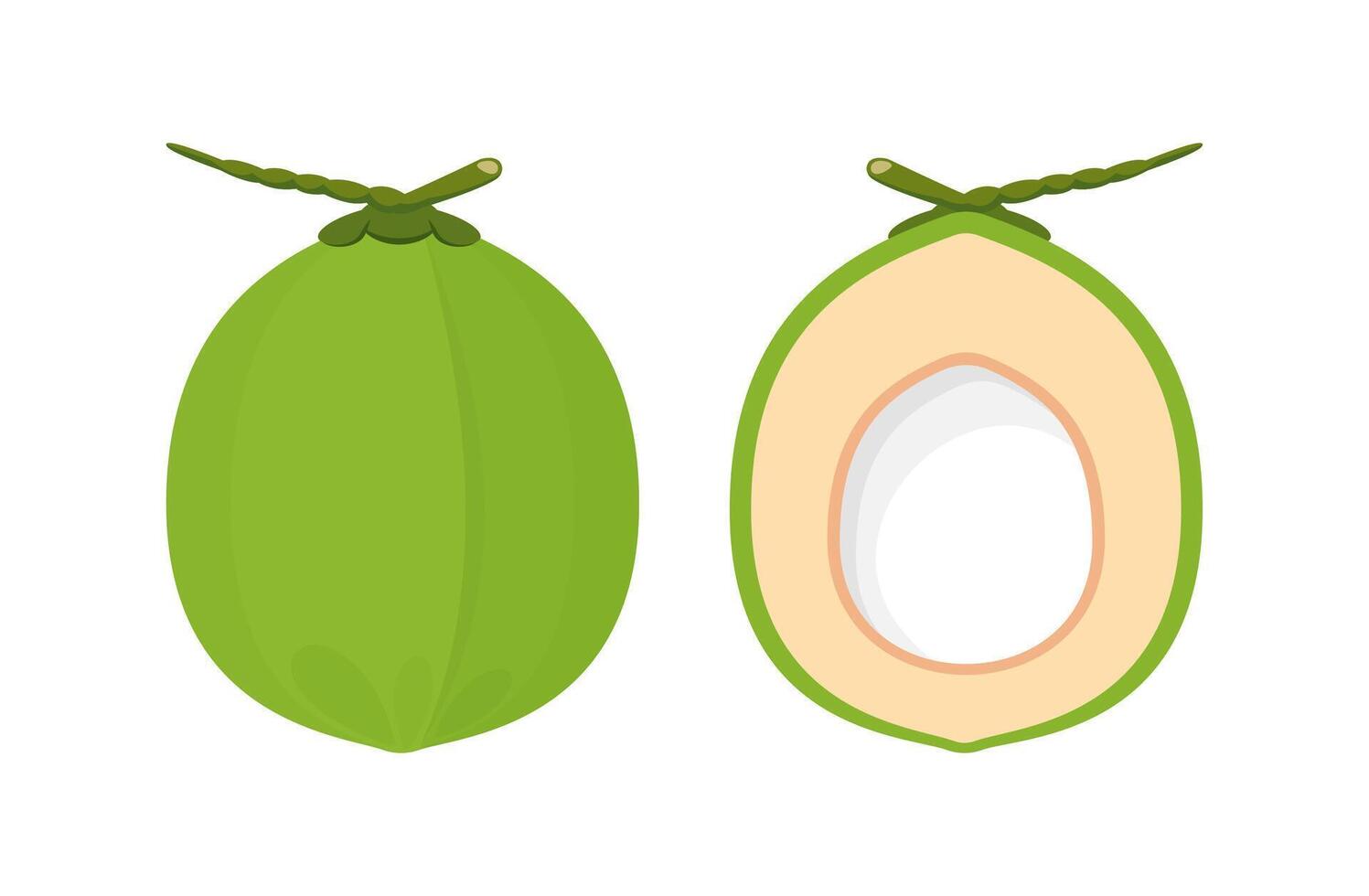 coconut half sliced for healthy food menu fruit juice, coconut summer fruits concept vector