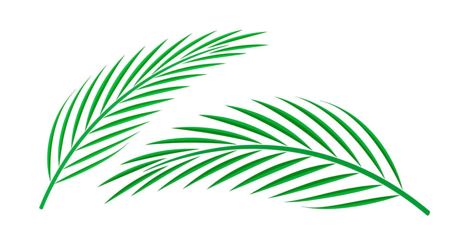 coconut palm leaf isolated on white background, coconut stem, clip art of plam tree leaf green, cycad leaf illustration simple, part of coconut palm leaf vector
