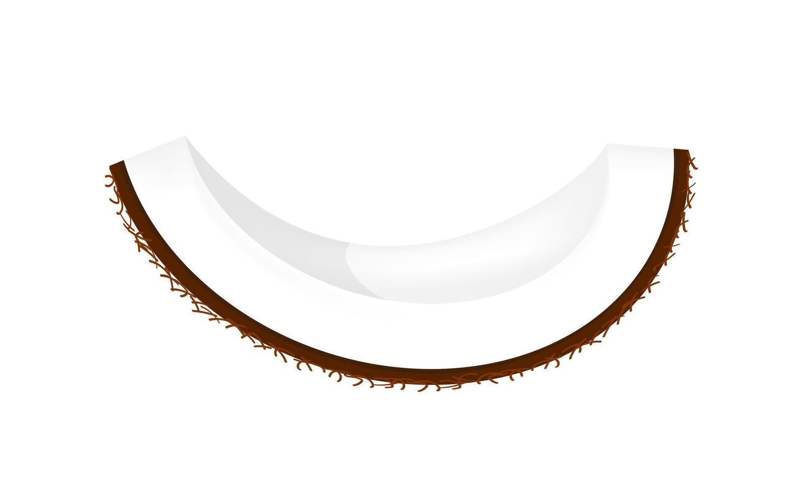 coconut slice part freshness, coconut brown fruit half cut isolated on white, illustration coconut half slice for clip art, coconut fruit simple vector