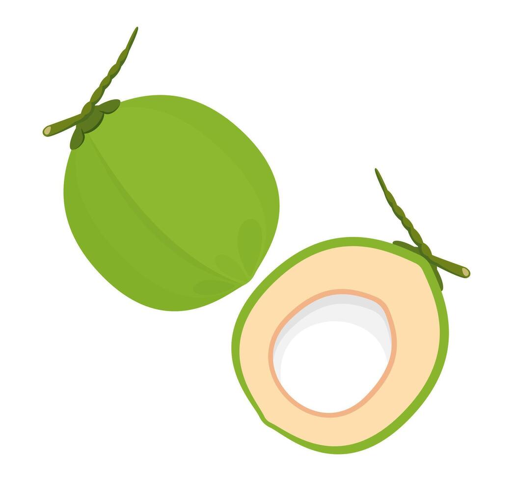 coconut half sliced for healthy food menu fruit juice, green coconut summer fruit concept vector