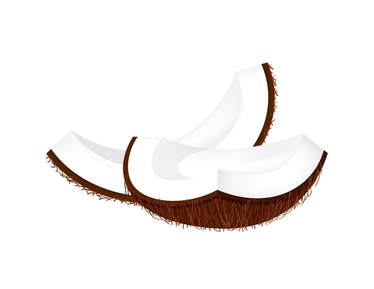 coconut slice part freshness, coconut brown fruit half cut isolated on white, illustration coconut half slice for clip art, coconut fruit simple for icon vector