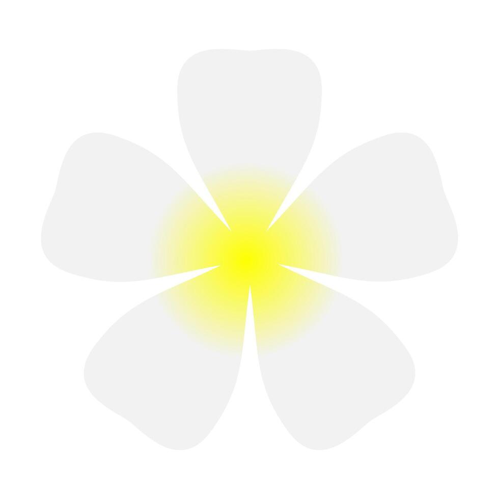 plumeria flowers white simple isolated on white, illustration plumeria spa flower beautiful, clip art petal plumeria blossom vector