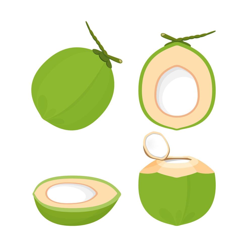 coconut fresh young isolated on white background, illustration coconut half sliced for healthy food menu fruit juice, coconut summer fruit concept vector