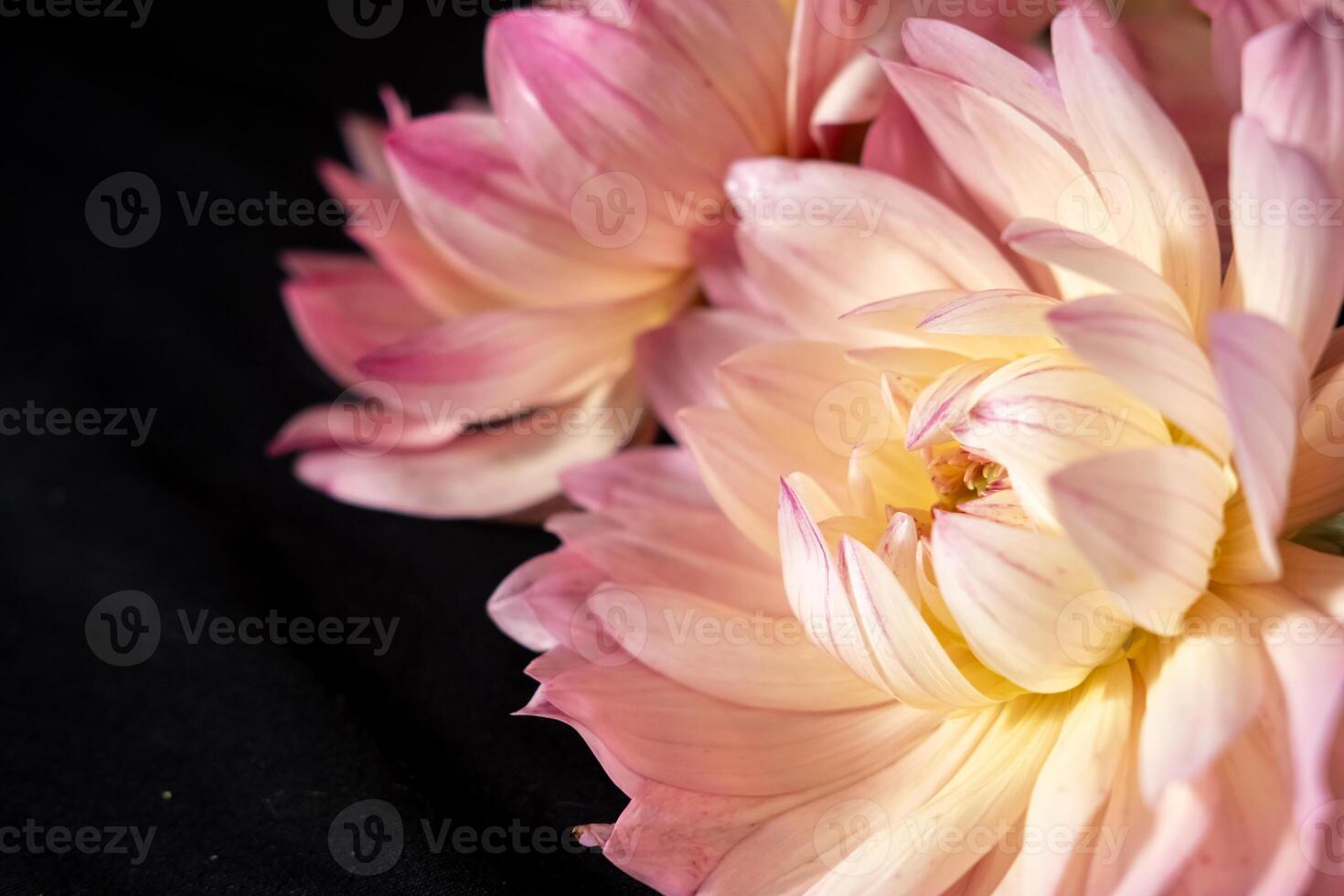 Close-Up of Pink Dahlias with Lush Green Foliage on a black background. Blur and selective focus photo