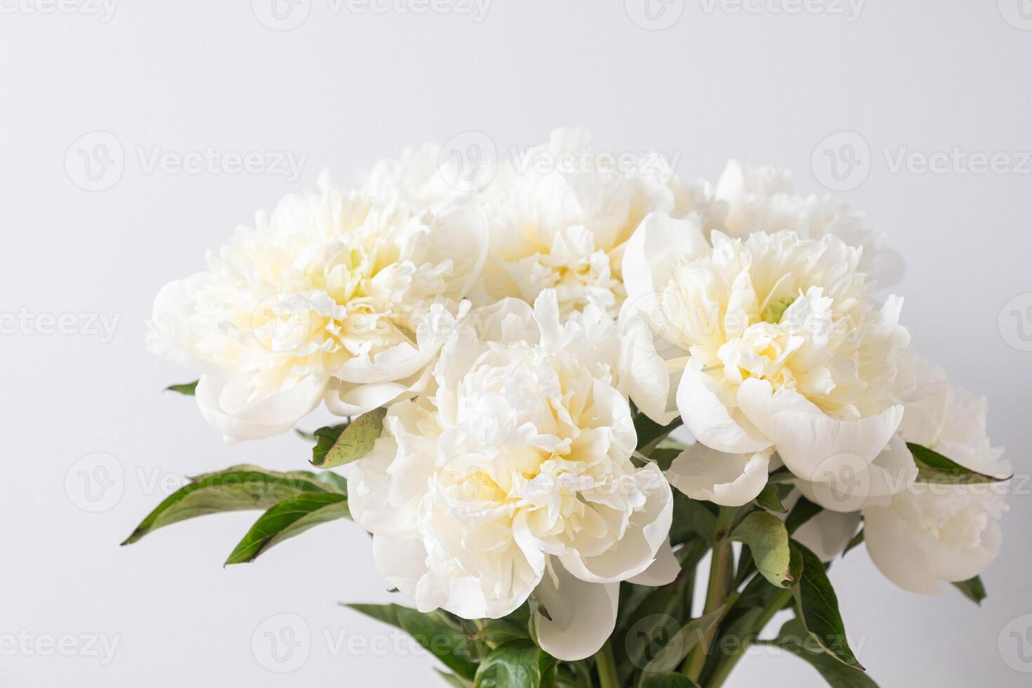 White Peonies with Dew Drops on Petals on a white background photo