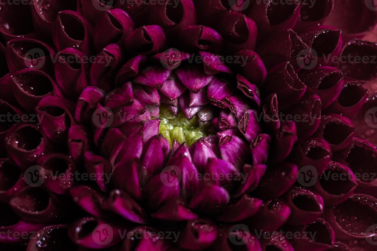 Macro of red purple Dahlia Flower Petals with Dew Drops. Selective focus photo