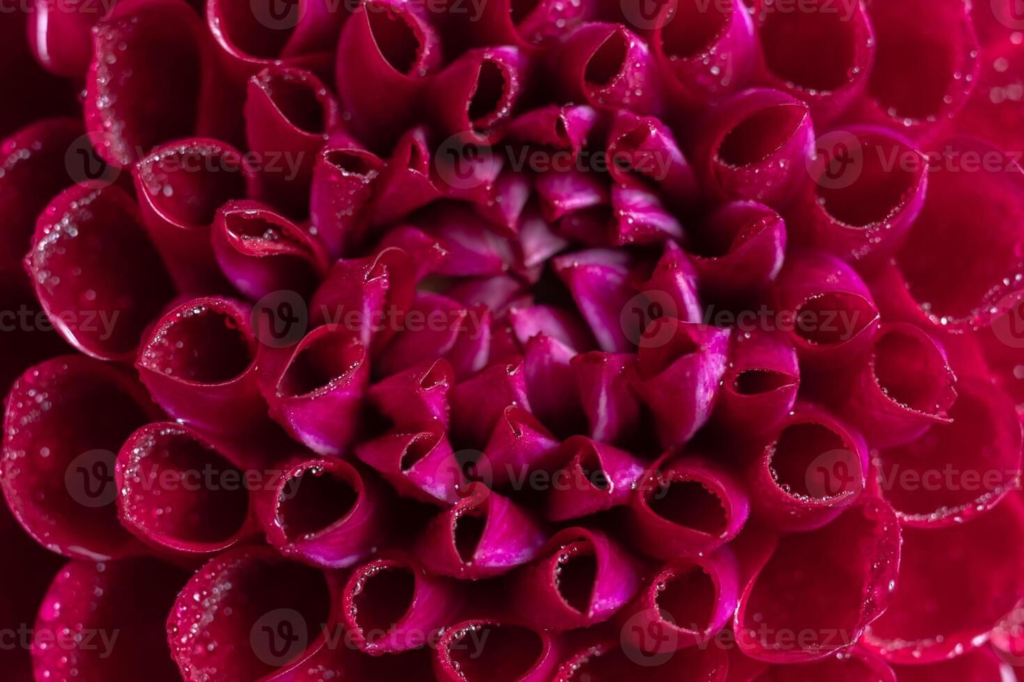 Macro of red Dahlia Flower Petals with Dew Drops. Selective focus photo
