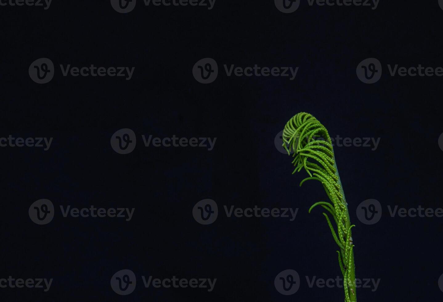 Unfolding Young Fern Leaves on Black Background. Copy space photo