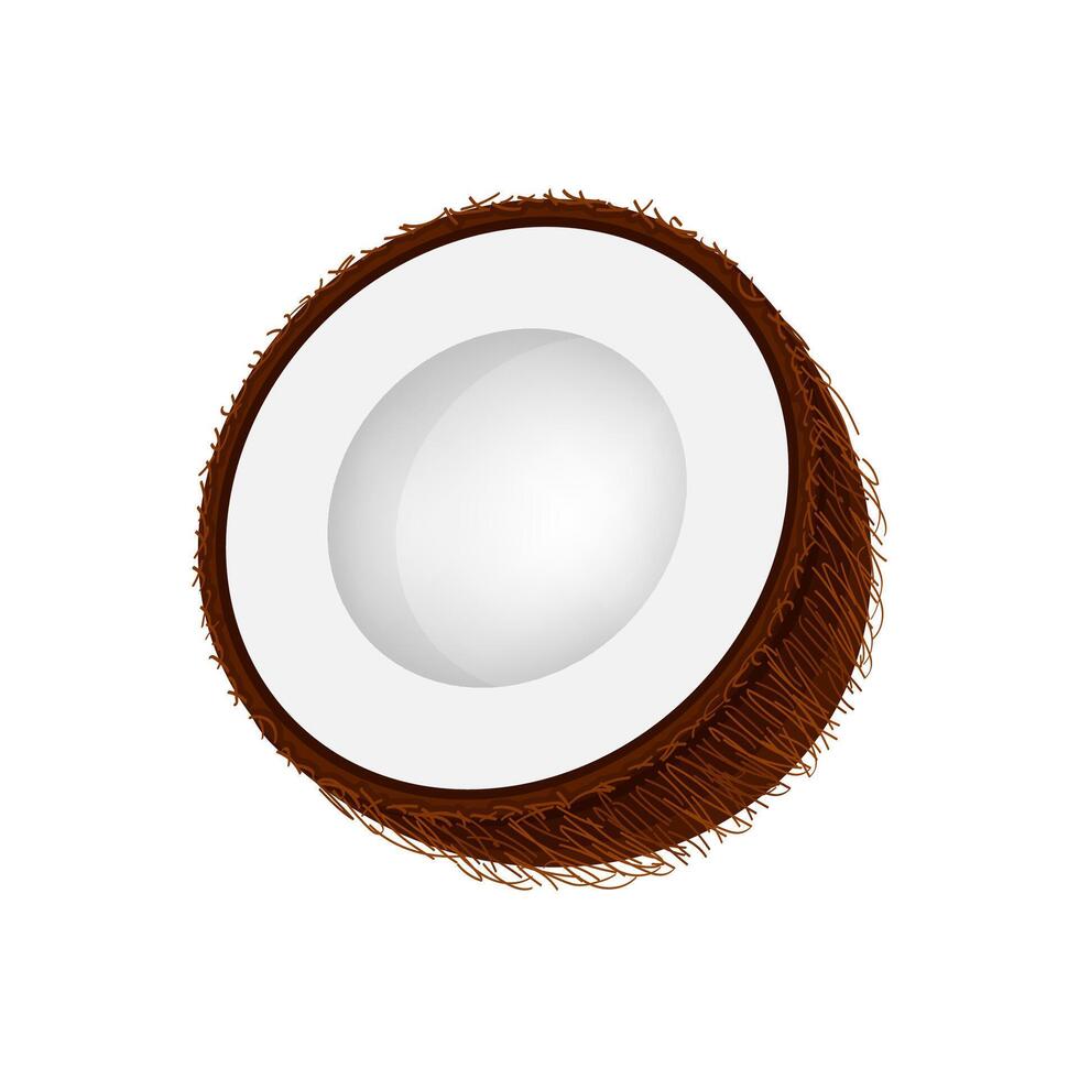 coconut brown fruit half cut isolated on white background, illustration coconut half slice for clip art, coconut fruit simple for icon vector