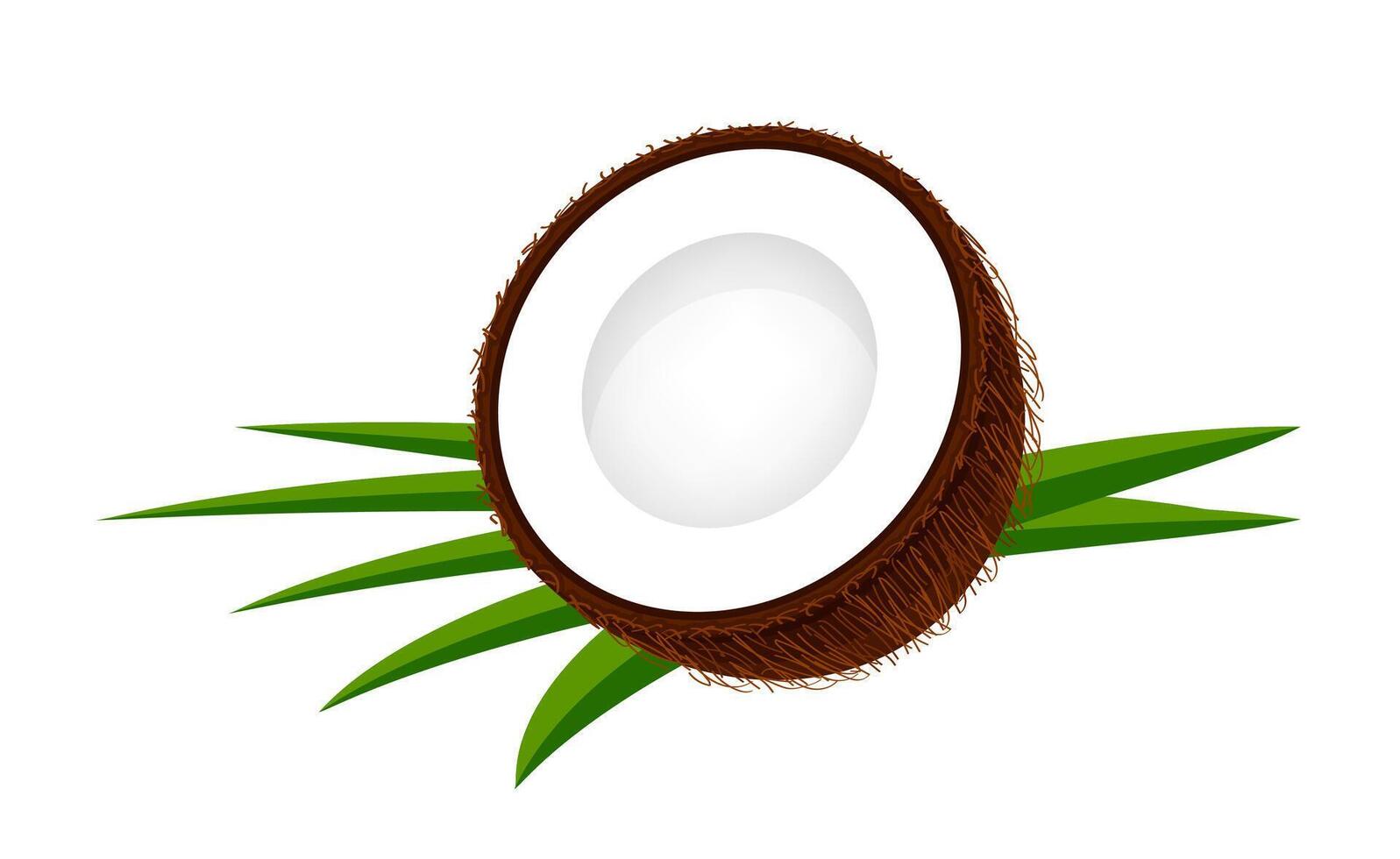 coconut half slice on leaf green, coconut brown fruit half cut isolated on white, illustration coconut half slice for clip art, coconut freshness fruit simple vector
