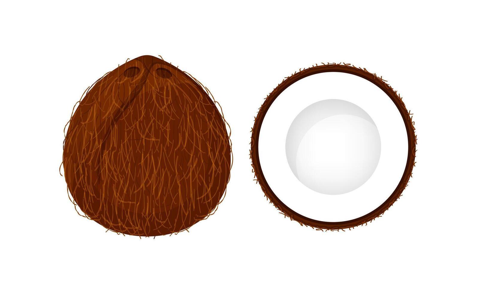 coconut brown fruit and half cut isolated on white background, illustration coconut brown half slice for clip art, coconut simple icon vector