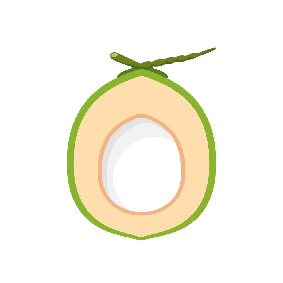 coconut half sliced for healthy food menu fruit juice, coconut summer fruit concept vector