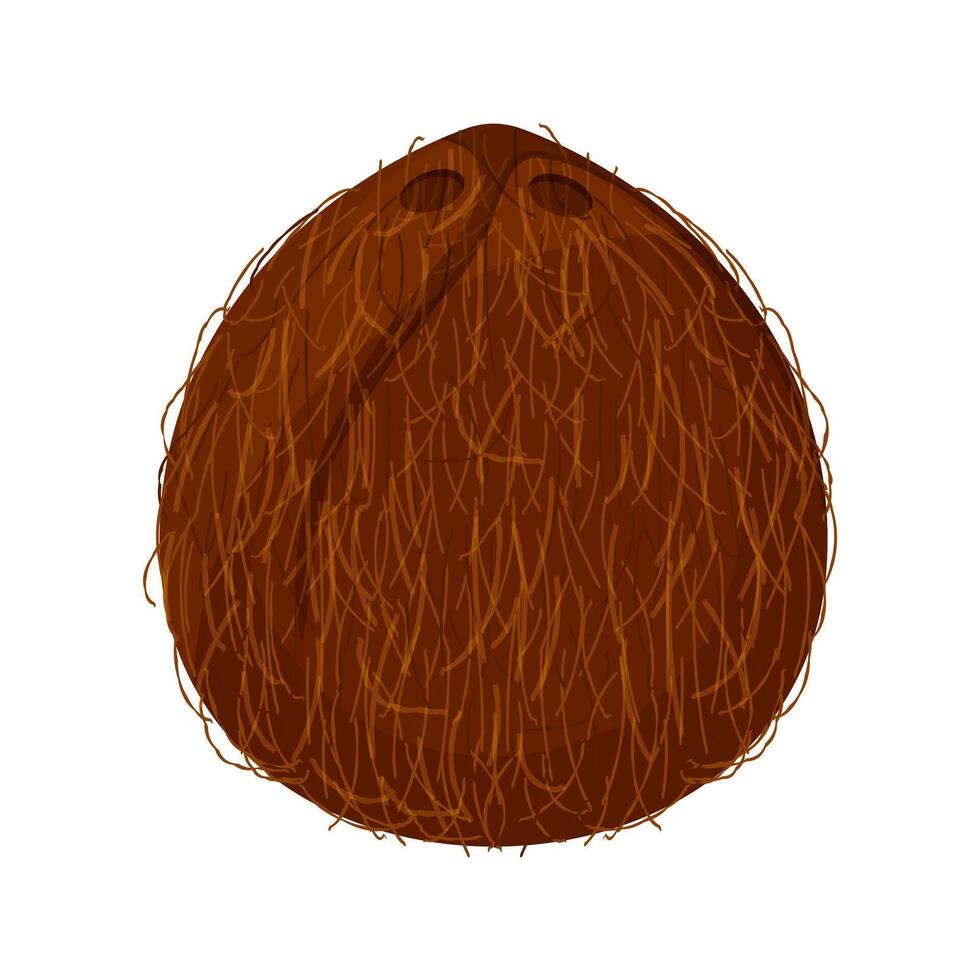 coconut brown fruit isolated on white background, illustration coconut brown for clip art, coconut simple for icon vector