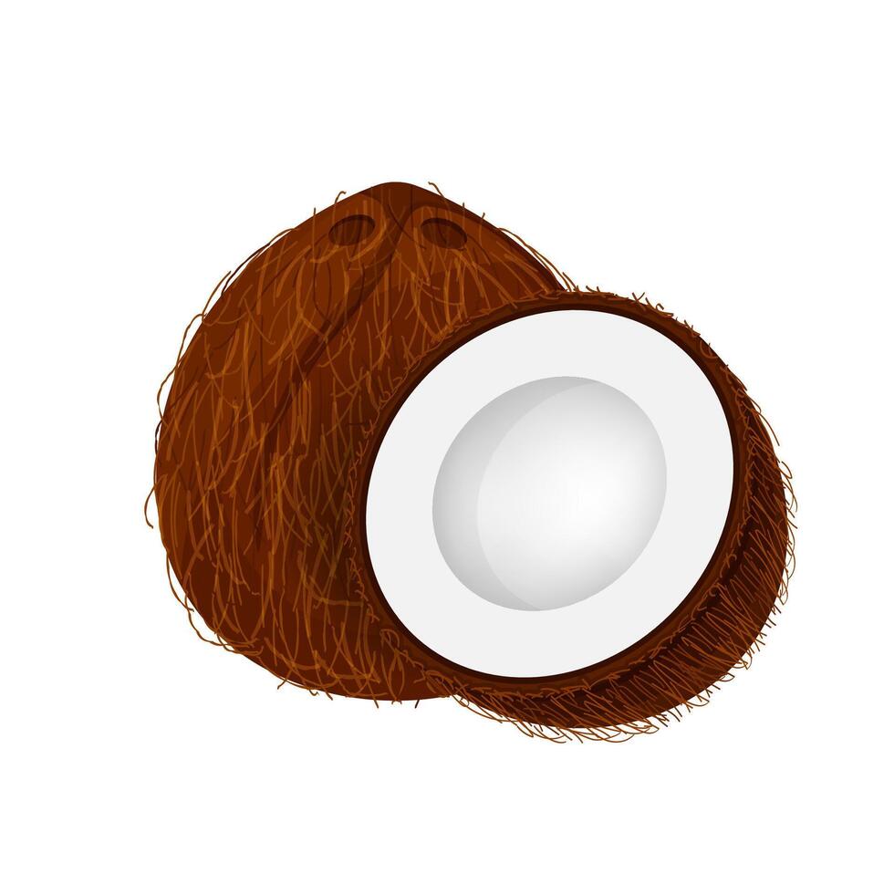 coconut brown fruit and half cut isolated on a white vector