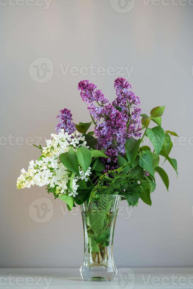 Lush white and lilac lilacs on a plain background photo