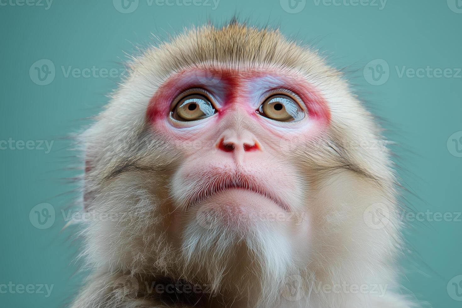 Close-up portrait of a monkey gazing upward with expressive facial features photo