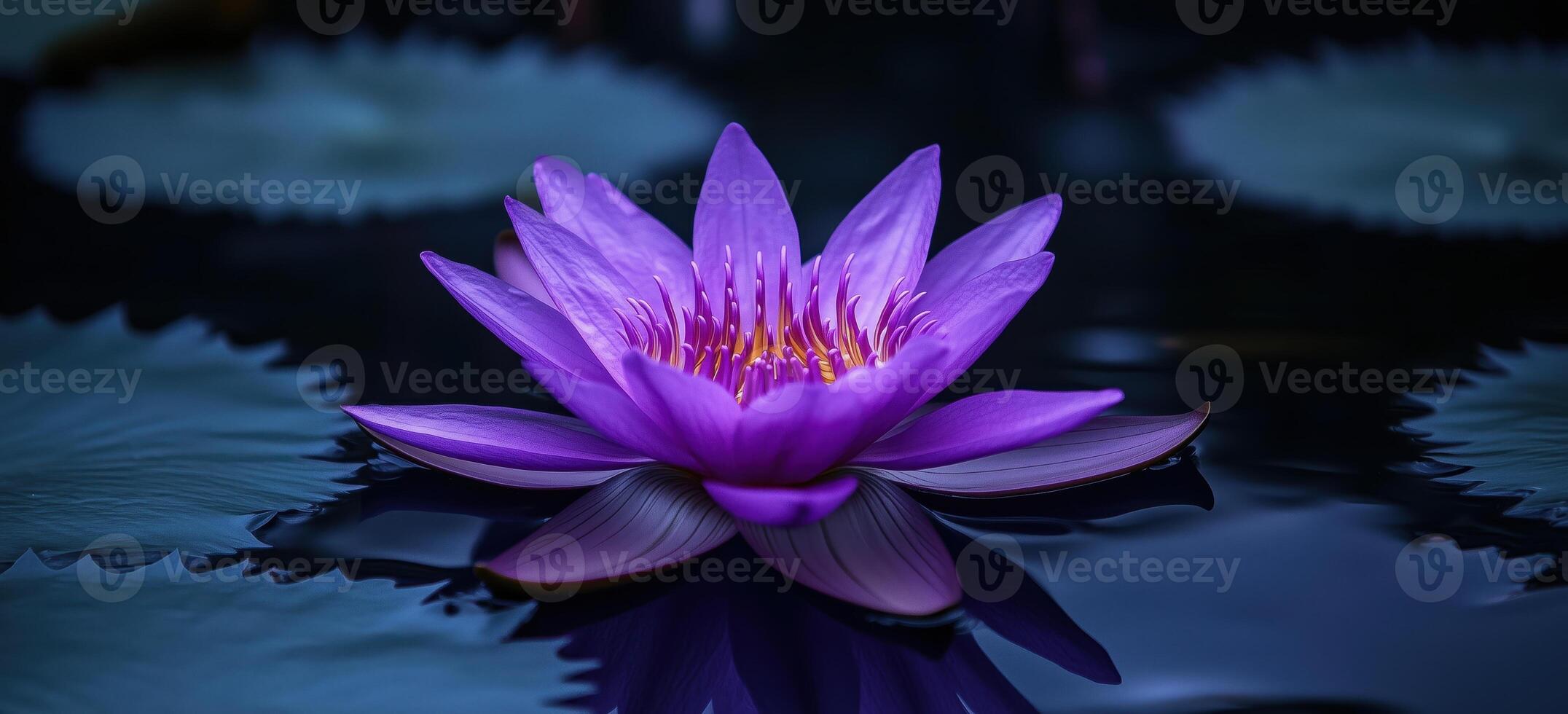 Vibrant purple water lily blooming on calm reflective water surface photo