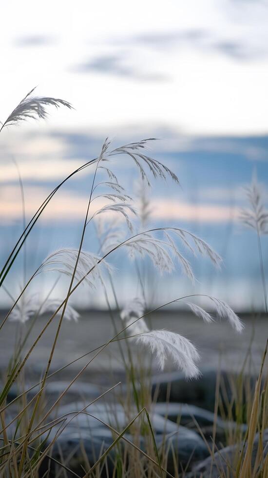 Frosted grass in the morning at the edge of the lake, Early morning light reflects photo