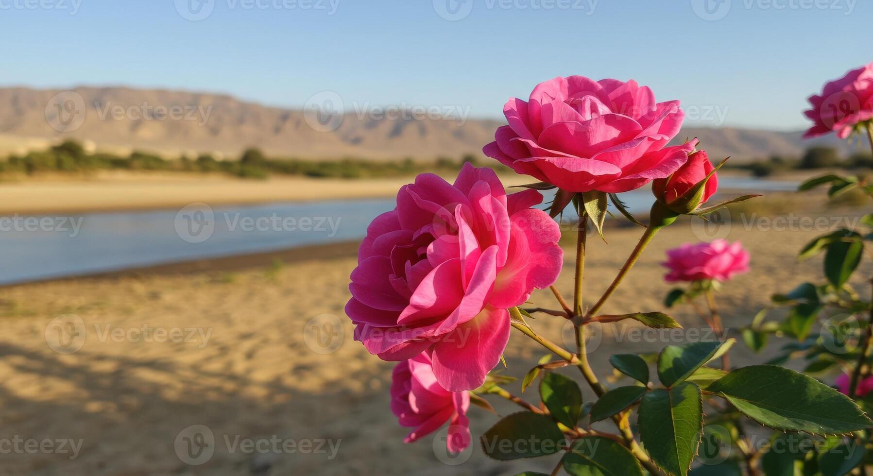 Vibrant Pink Roses Blooms Against Serene River and Mountain Background photo