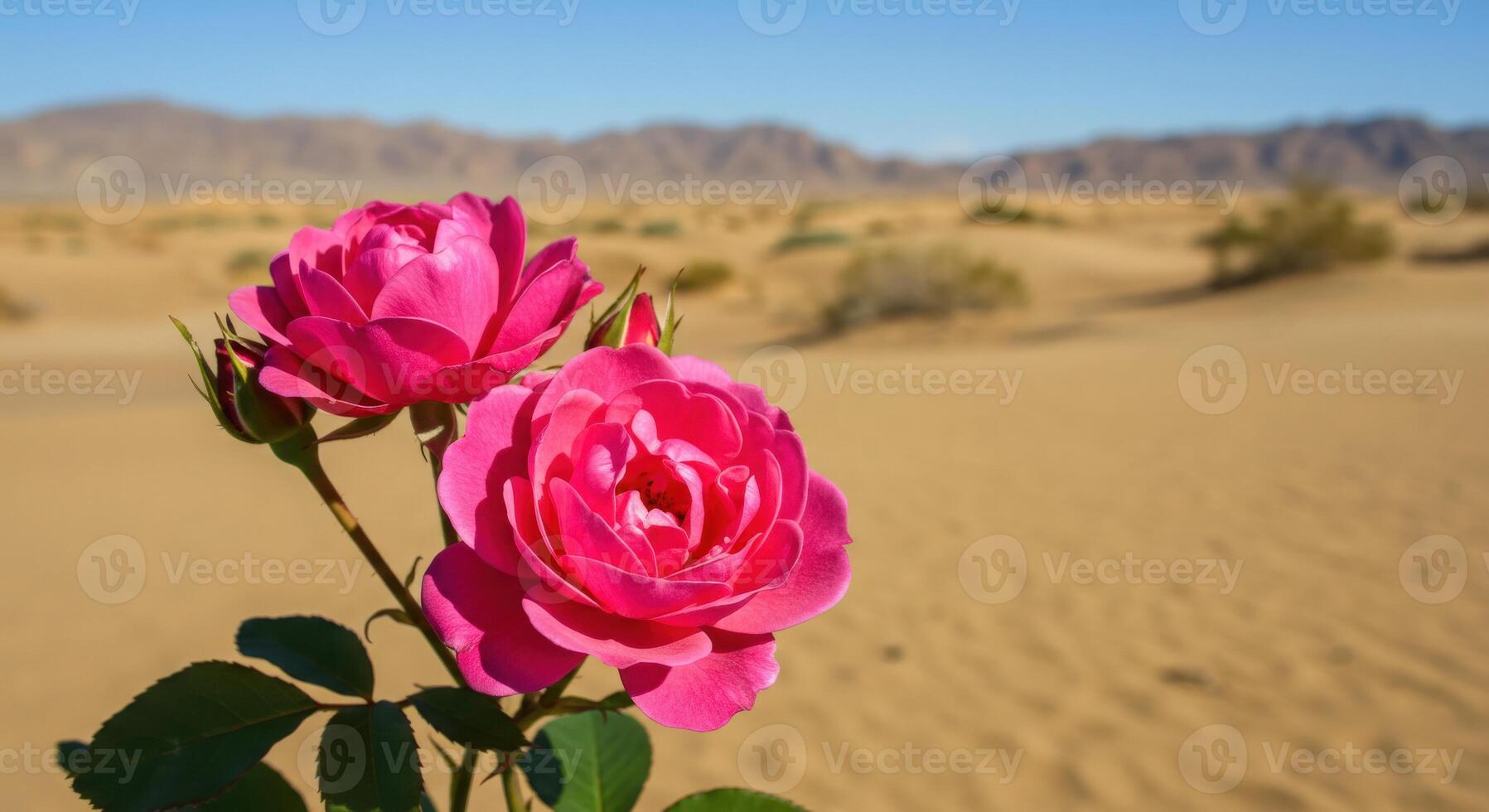 2 Vibrant Pink Roses Blooming in Desert Landscape Under Clear Blue Sky photo