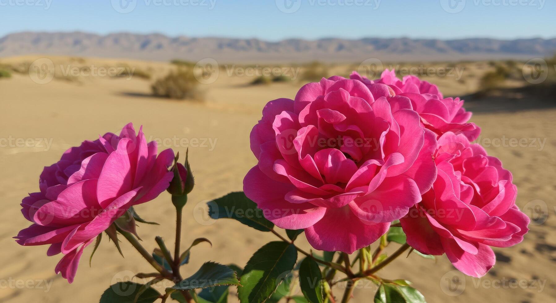 nice Vibrant Pink Roses Blooming in Desert Landscape Under Clear Blue Sky photo