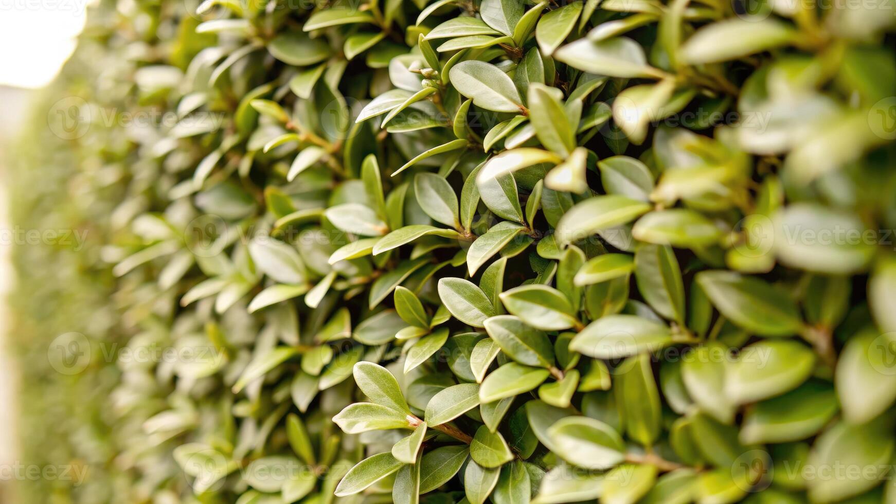 Dense hedge with neatly aligned green leaves. photo