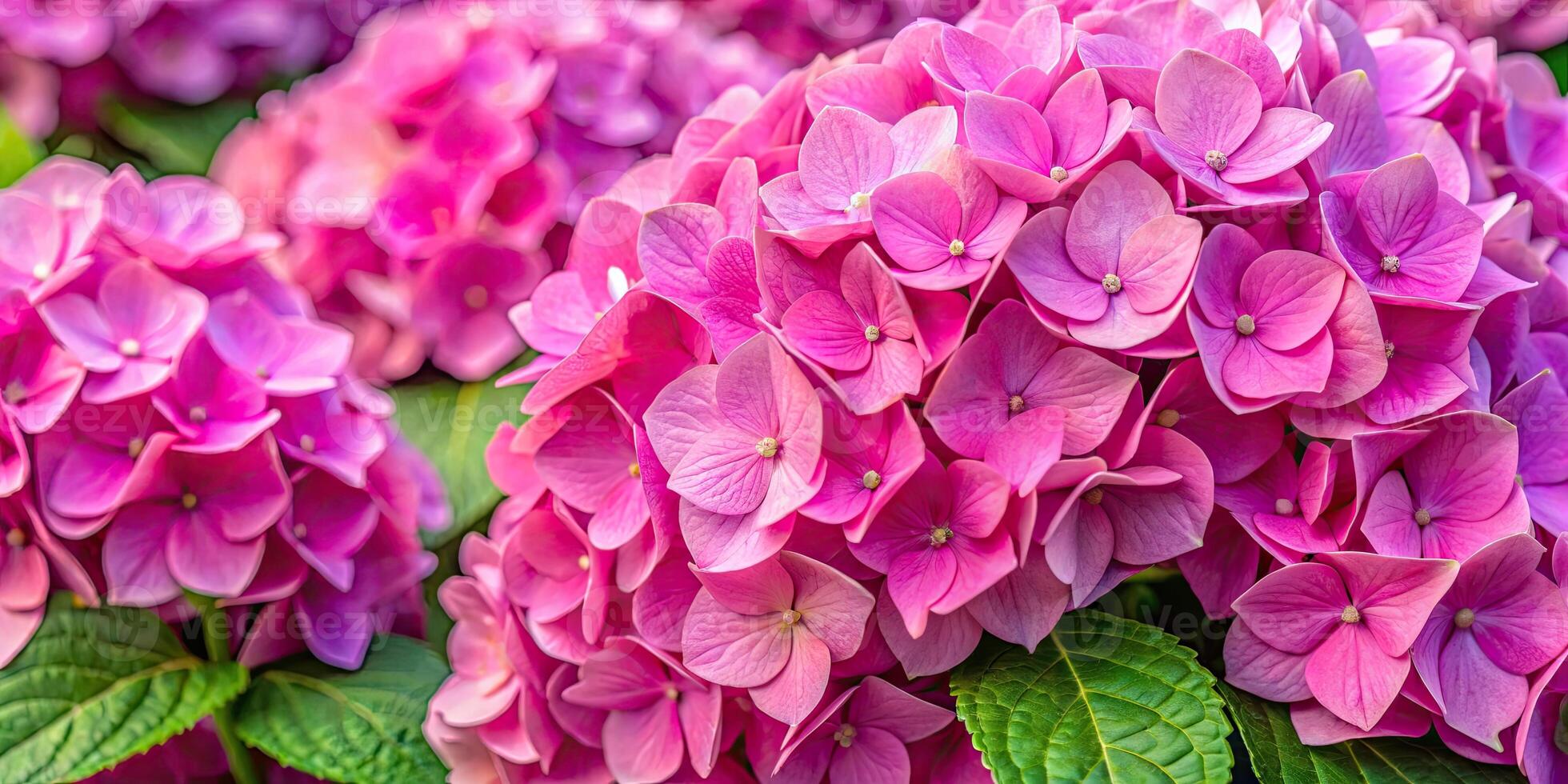 Vibrant pink hydrangea blooms in full glory. photo
