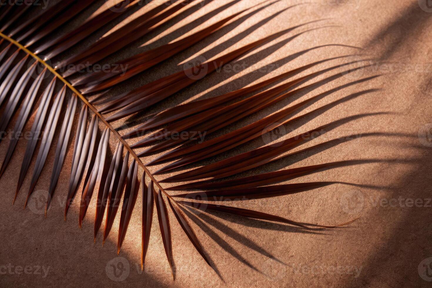 A single palm leaf casts a shadow on a sandy surface. photo