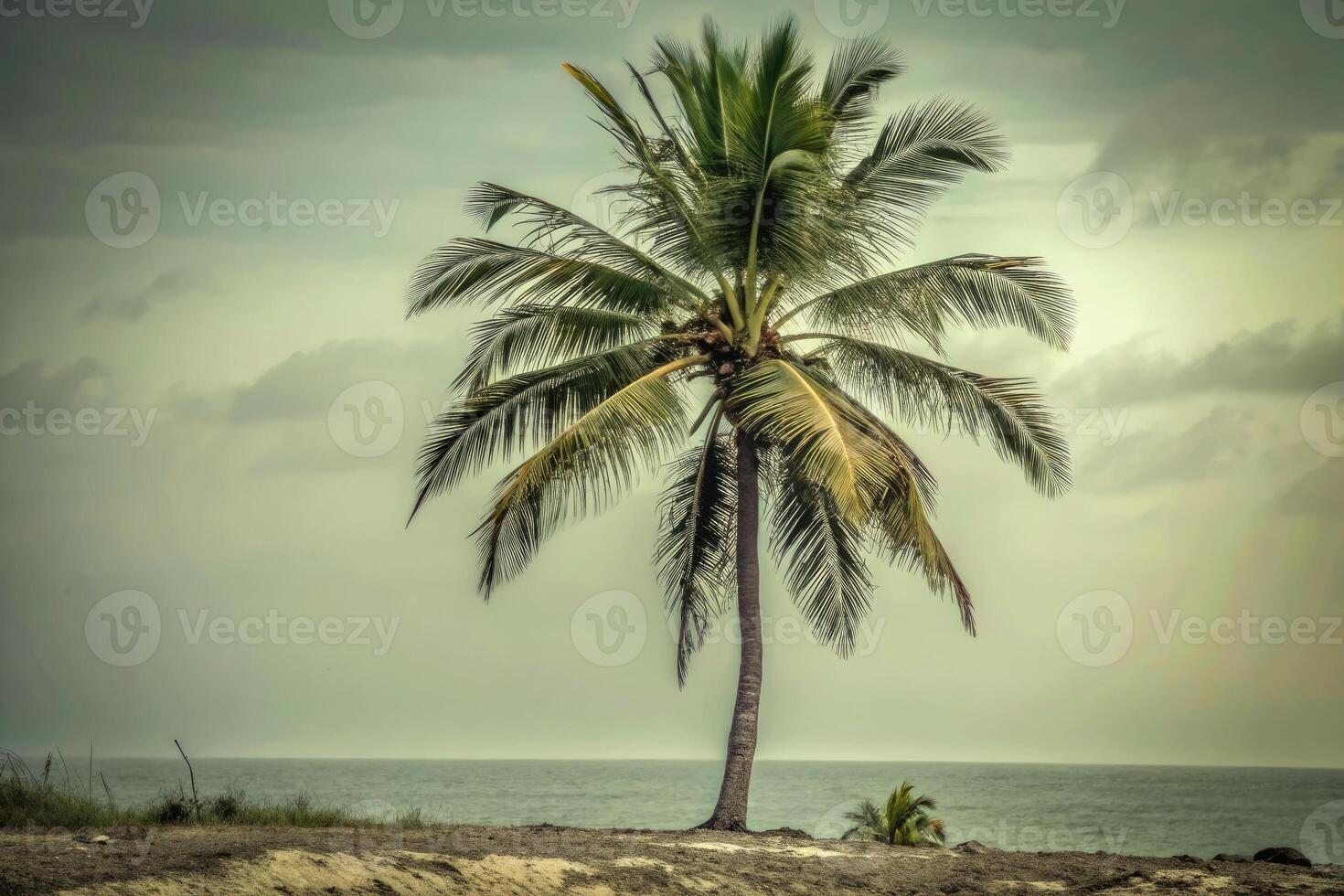 Tall palm tree standing against a tranquil ocean backdrop. photo