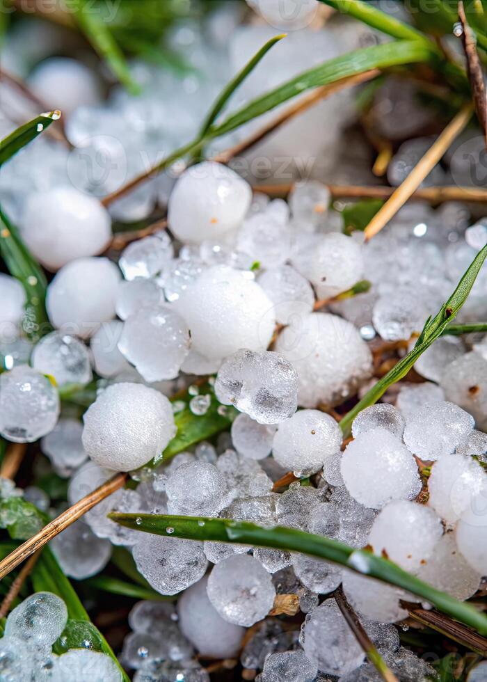 Frozen hailstones scattered on the green grass. photo
