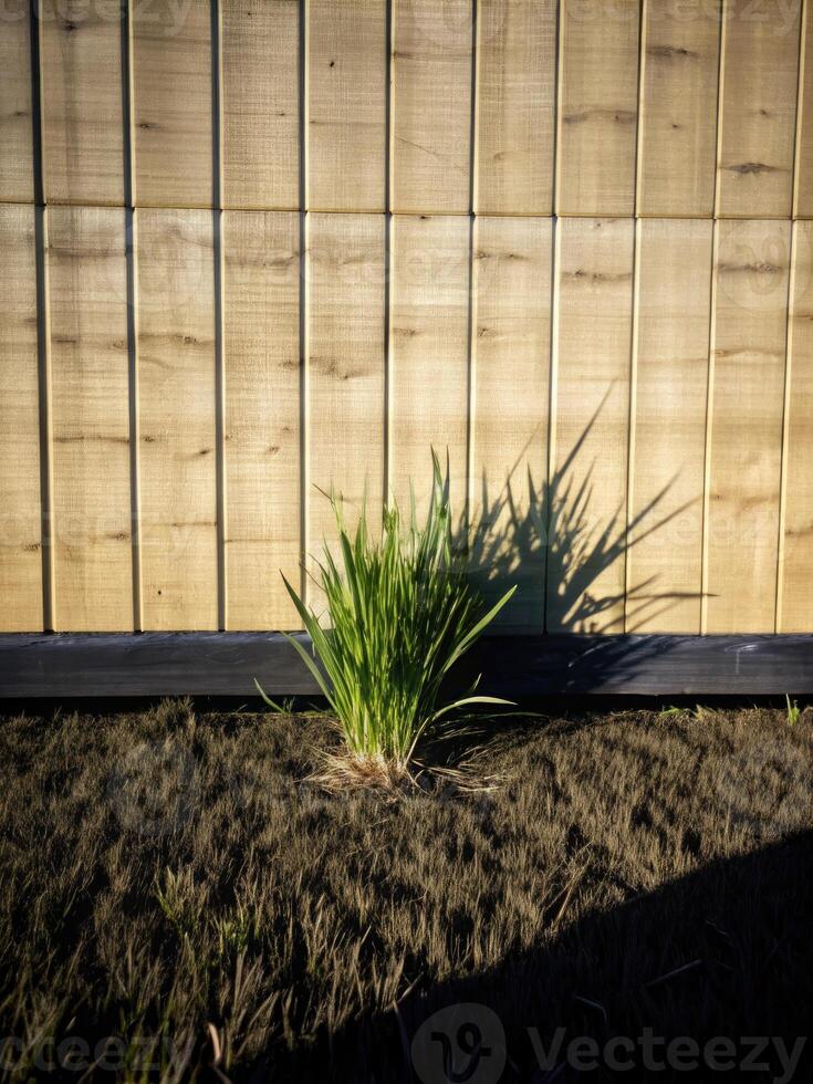 Minimalist garden with geometric wooden panels. photo