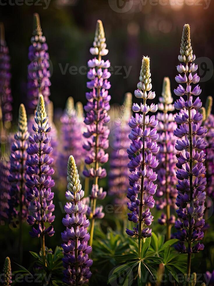 Vibrant purple lupines blooming in a lush green field. photo