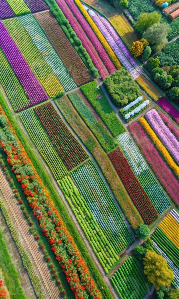 Aerial view of colorful flower fields arranged in neat rows. photo