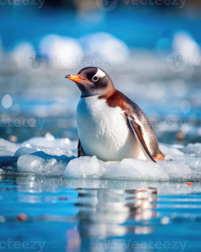 Curious penguin standing on ice surrounded by water. photo