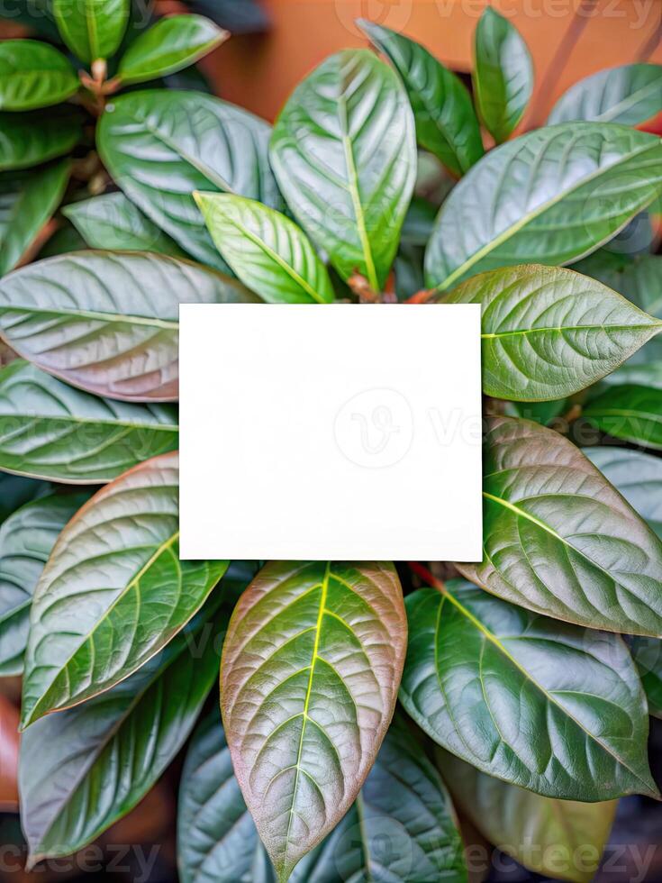 Vibrant green leaves frame a blank white square center. photo