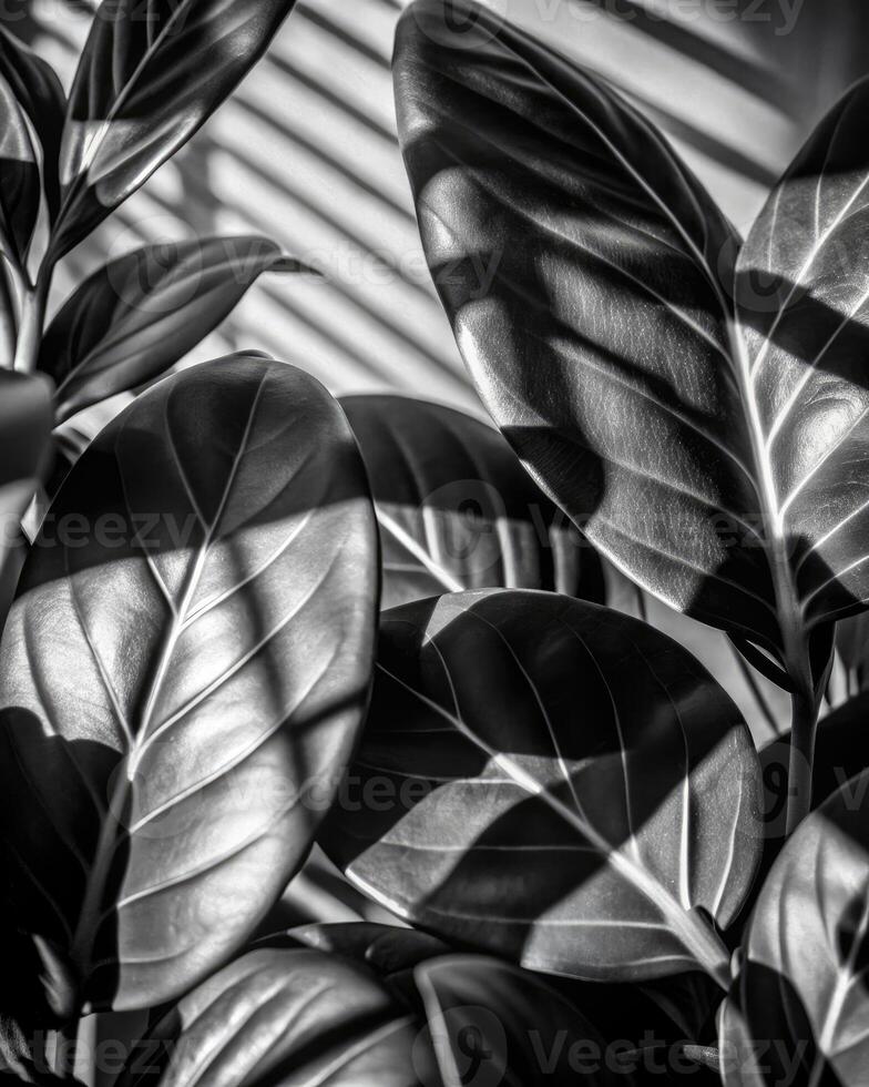 Black and white leaf pattern with intricate details. photo