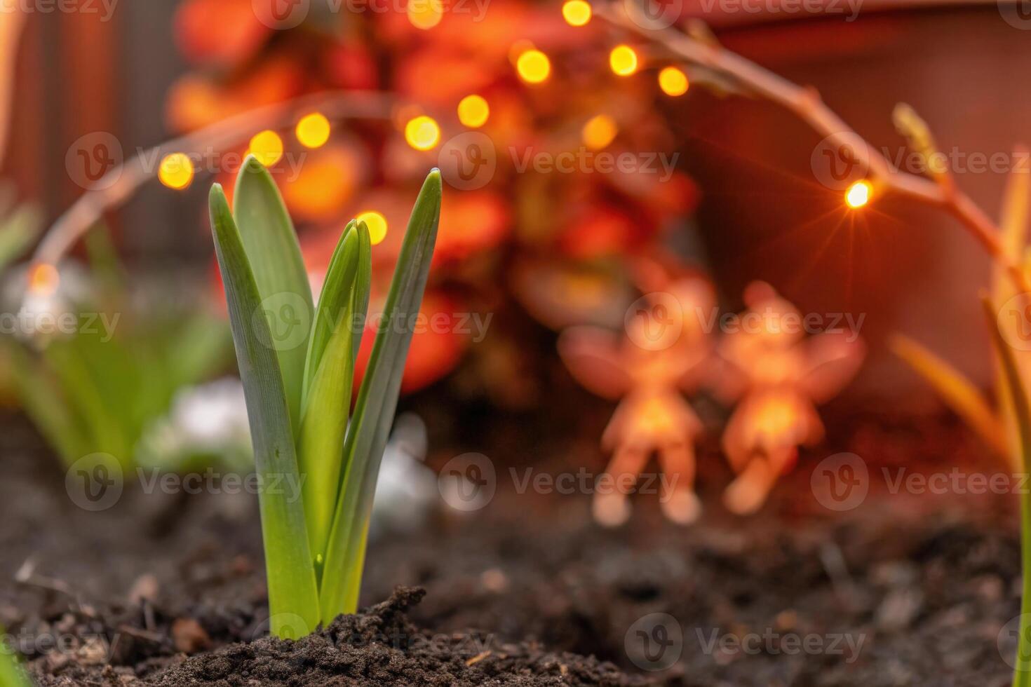 Close-Up of Growing Green Sprout with Warm Blurred Lights photo