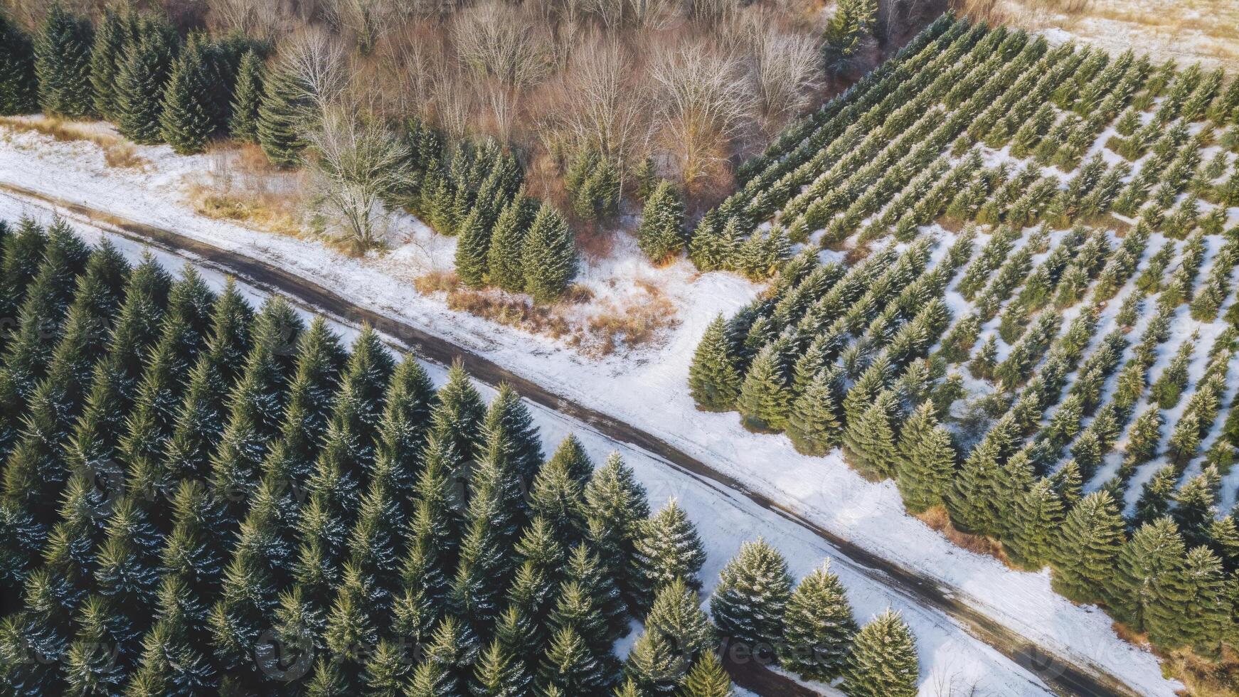 Aerial View of Neatly Arranged Christmas Tree Farm Lightly Covered in Snow photo