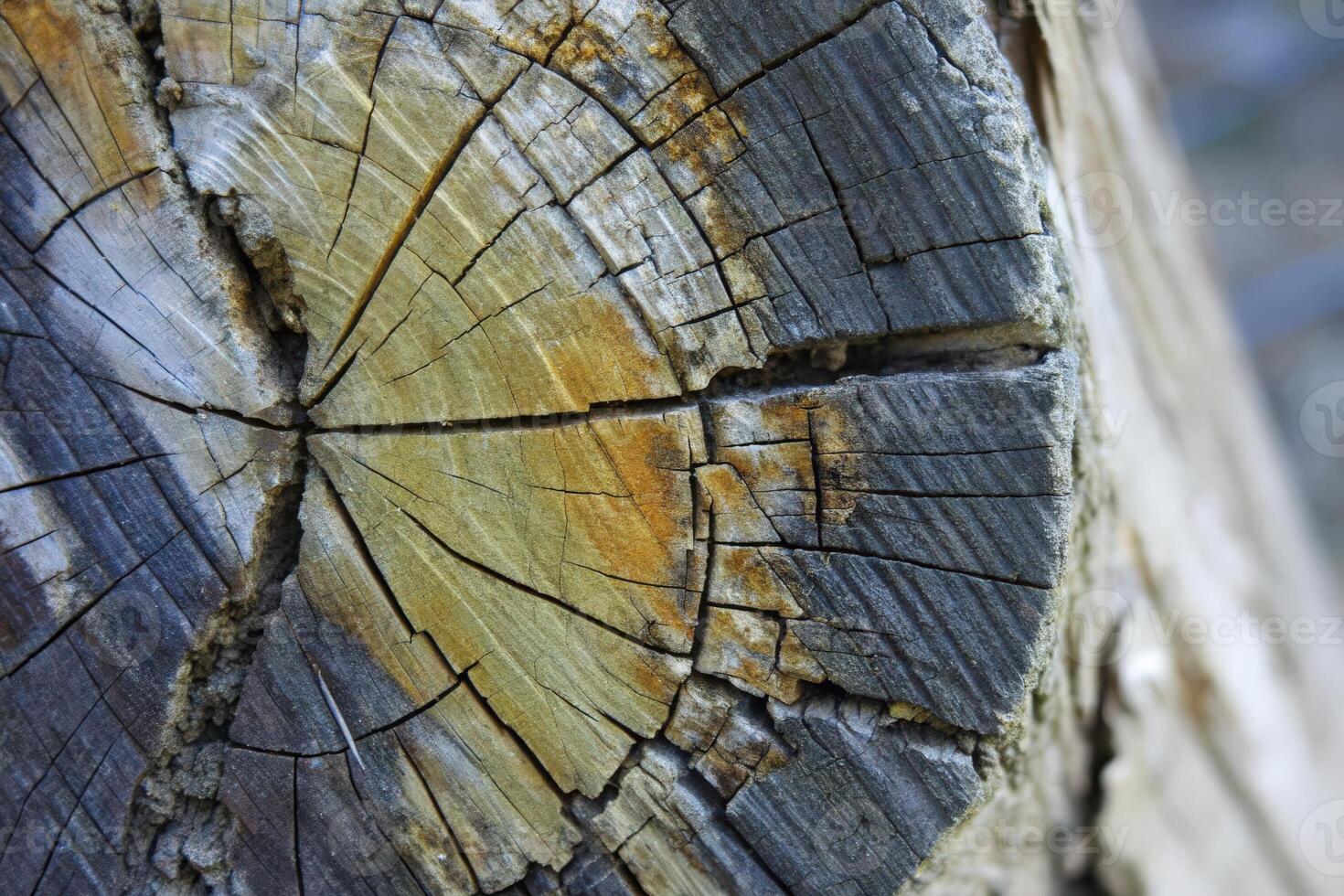 Close-Up of Tree Rings on a Weathered Stump photo