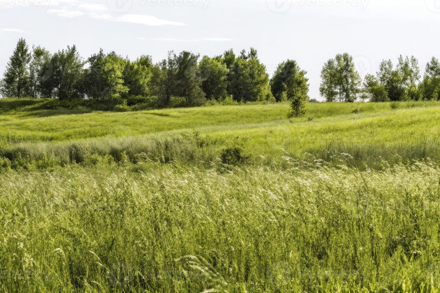 Green Meadow with Trees Under a Clear Sky photo