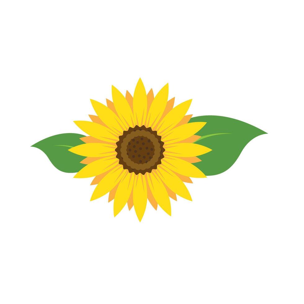 Yellow sunflowers in full bloom. vector