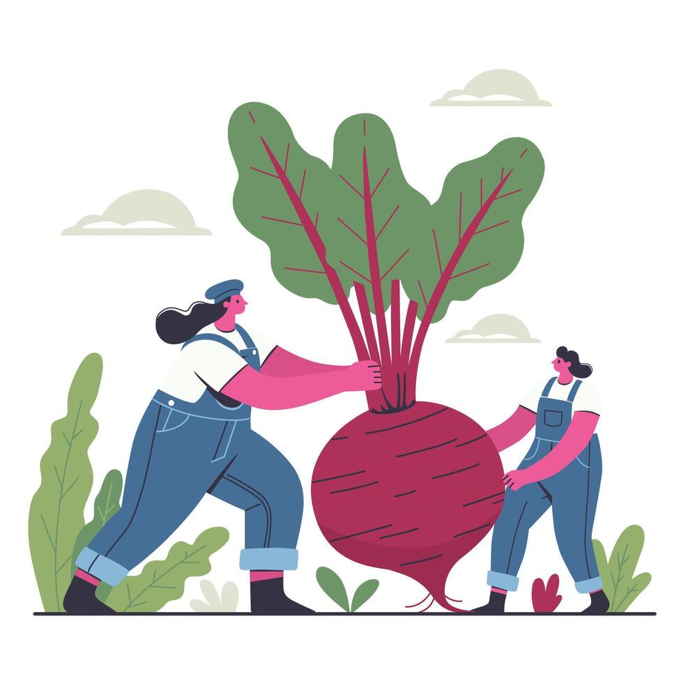 Two strong women in overalls pull beets from the ground, harvest. Color illustration in flat style. vector