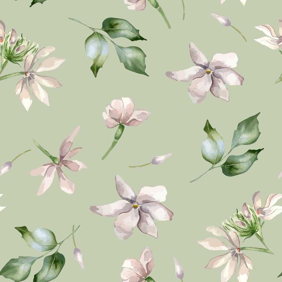 Watercolor of Jasmine, buds, leaves seamless pattern isolated. Botanical flowers in pastel colors hand drawn on repeated texture. Camellia background in pale pink for textile, package, wallpaper vector