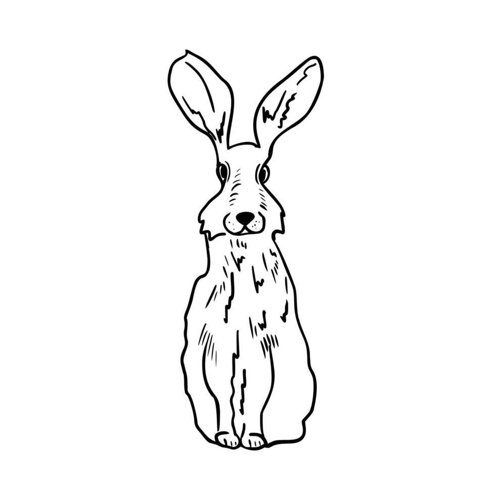 Hare sit black white illustration hand drawn. Forest animal long ears graphic sketch for winter and Christmas design. Woodland bunny for Easter packaging, stationery. Rabbit monochrome drawing. vector