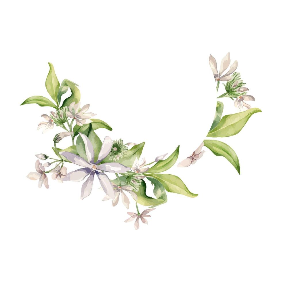 Flowers jasmine, buds soft pink colors watercolor wreath isolated. White floral arrangement of jasmine in botanical style hand drawn. Camellia painted for design package, wedding card, label. vector
